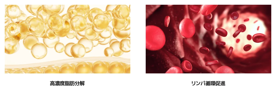 脂肪細胞と血管内の赤血球のイメージ図。