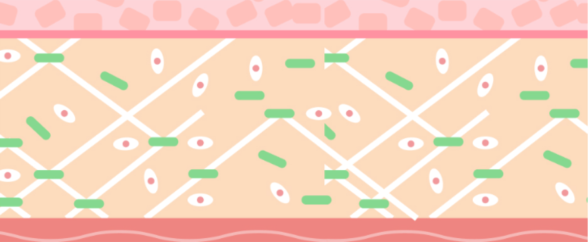 肌の断面図のイラスト：コラーゲン線維、細胞、血管の模式図